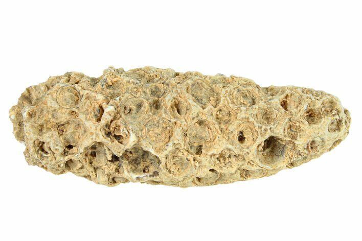 Fossil Cycadophyte Seed Cone - Boujdour, Morocco #288786